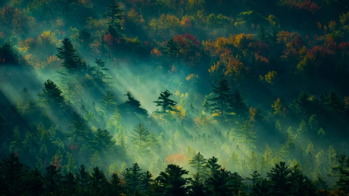 green forest digital wallpaper forests landscape photography 2k