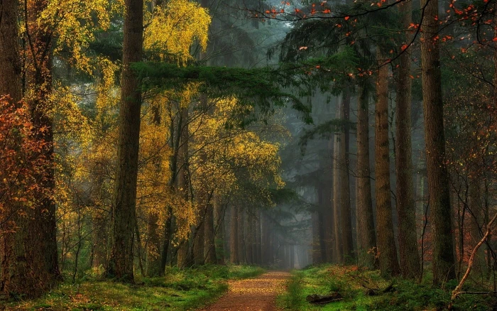 green trees nature landscape colorful fall forest dirt road
