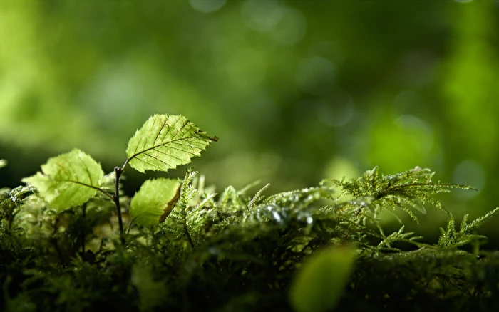 green leafed plant nature plants leaves color growth 2k