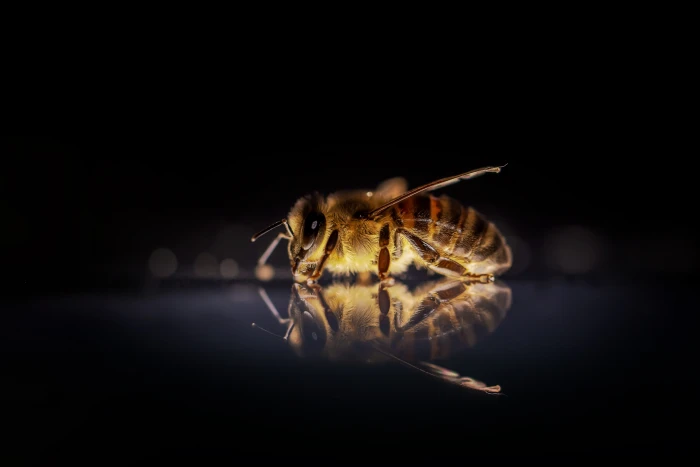 honey bee bees insect nature macro animal beekeeping 2k 4k 5k
