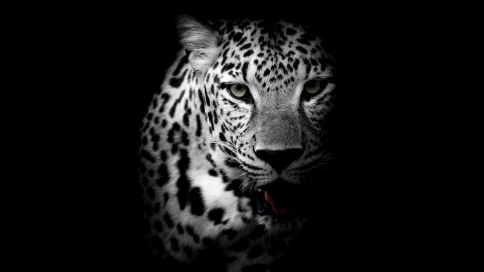 leopard dark animal wild monochrome wildlife black and white 2k 4k
