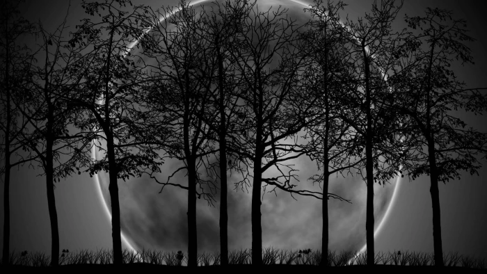 moonlight night sky full moon trees time nature 2k