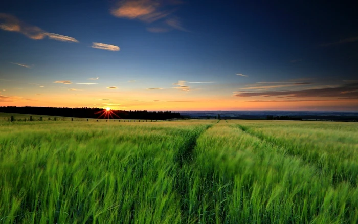 Nature landscape green grass wheat fields sunset evening sky 2k