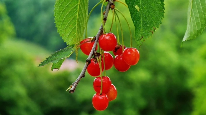 nature fruit cherries food red healthy eating and drink 2k