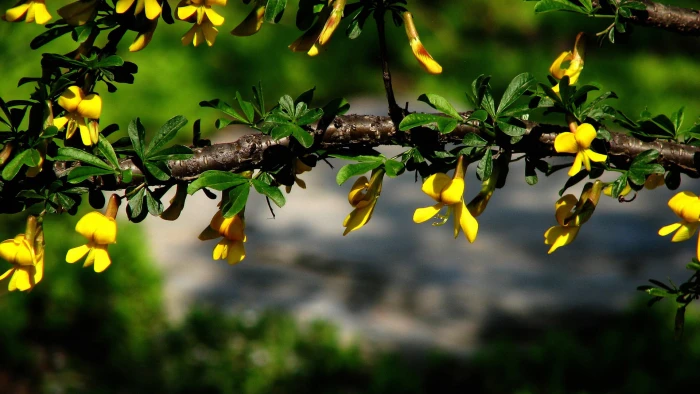 nature plant leaf tree branch spring leaves season forest 2k