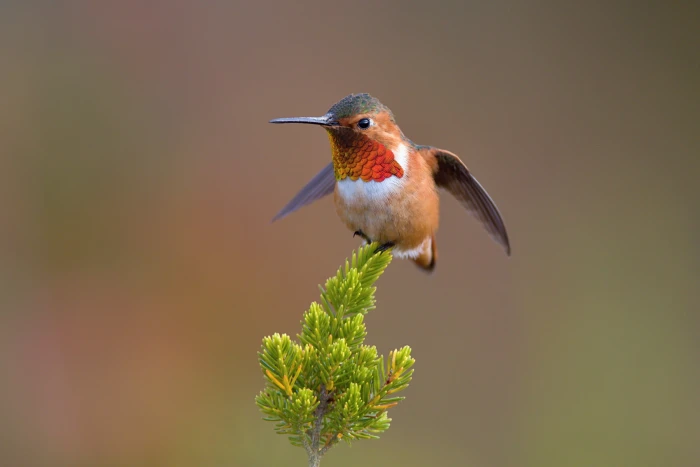 photo of Hummingbird allen hummingbird Allen's 2k