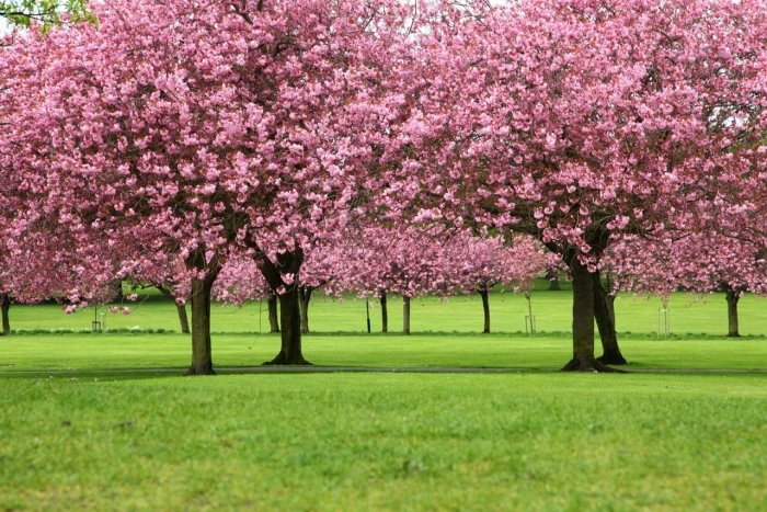 pink leafed trees blossom branch cherry