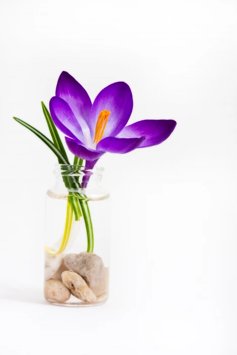 purple petaled flower crocus Spring Crocus IMG bloom 2k