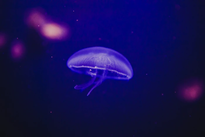 shallow focus photography of purple jellyfish under water Jelly fish 2k