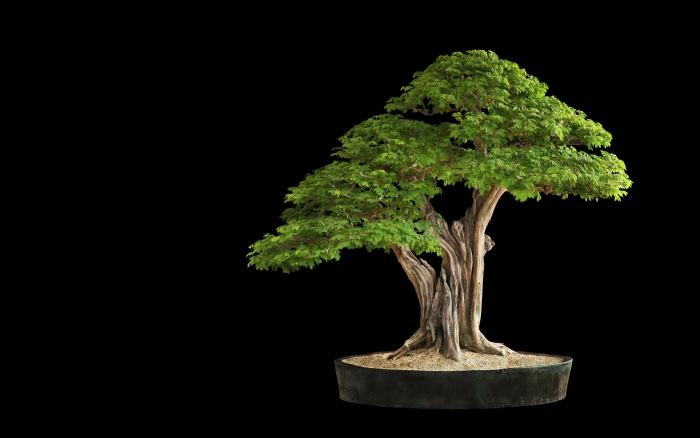 Tree Bonsai Black HD nature 2k