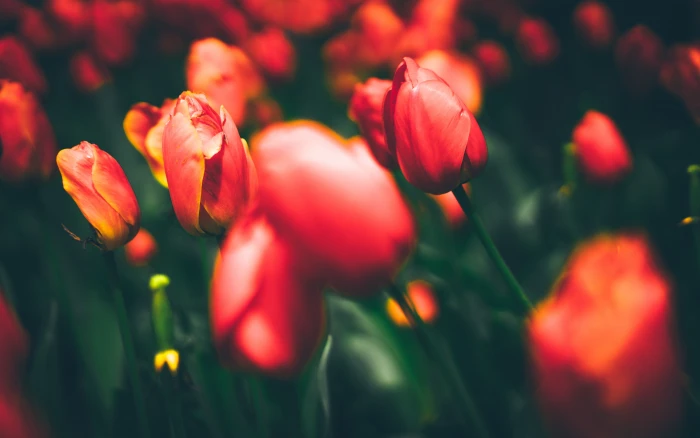 Tulips plant flower flowering beauty in nature 2k
