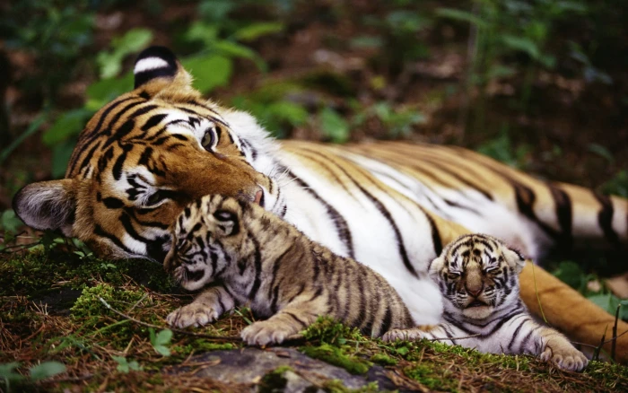 adult tiger near two cubs laying on plants animals baby 2k