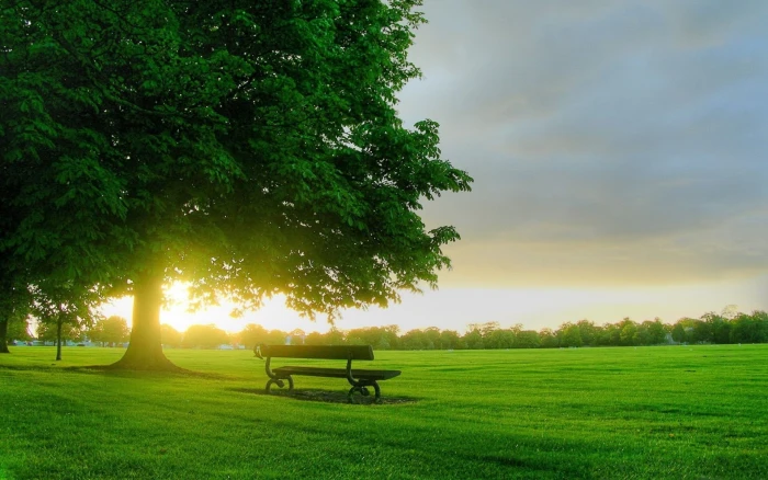 background pictures nature hd images plant green color 2k