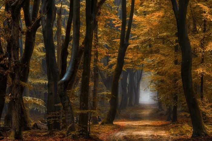 brown and black wooden decor nature landscape forest path 2k