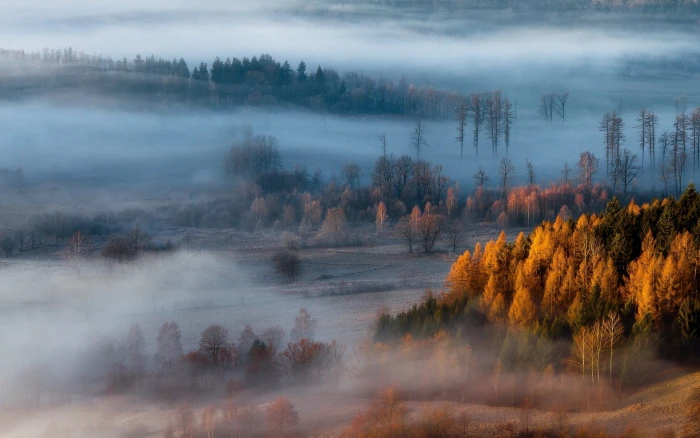 brown leaf trees painting photography of with fogs nature 2k