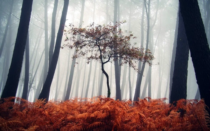brown leafed tree in the middle of woods nature 2k