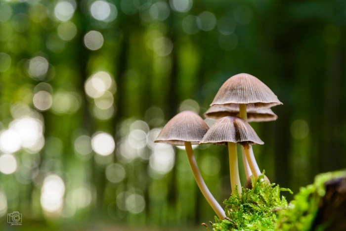 brown mushroom closeup photo wald natur nature fungus green 2k