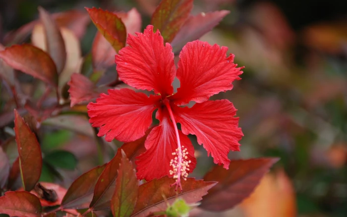 close up photography of red hibiscus nature plants flowers 2k