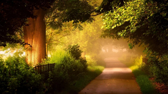 Nature forest trees roads scenery 2k