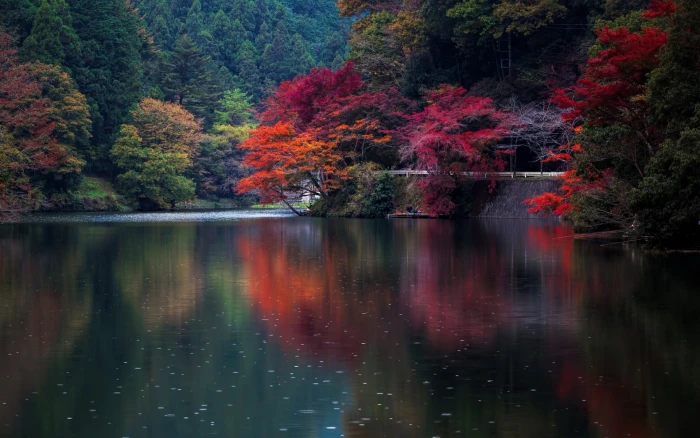 orange leafed tree red and leaf trees growing near body of water 2k