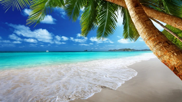 sea waves and green coconut trees beach palm tropical 2k