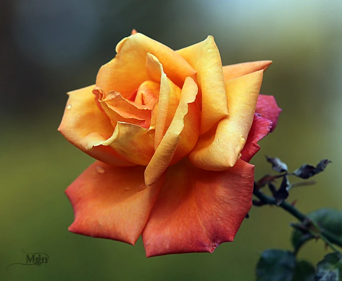 shallow focus photography of orange and red flower rose 2k