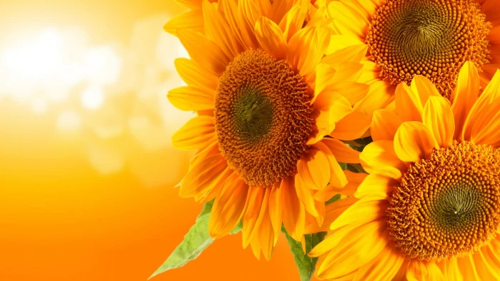 sunflower yellow plant petal summer blossom flora bloom 2k