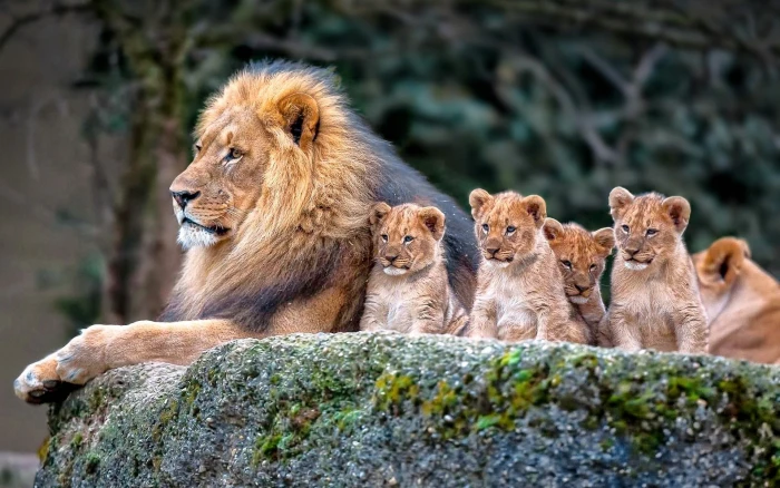 lion and baby lions nature animals animal themes 2k