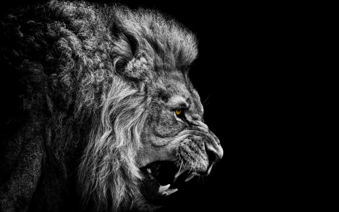 lion wallpaper black white background selective coloring 2k