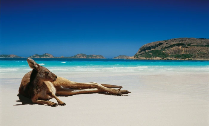 brown kangaroo animals kangaroos beach sea water land sky 2k