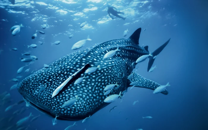 fish animals whale nature shark sea underwater 2k