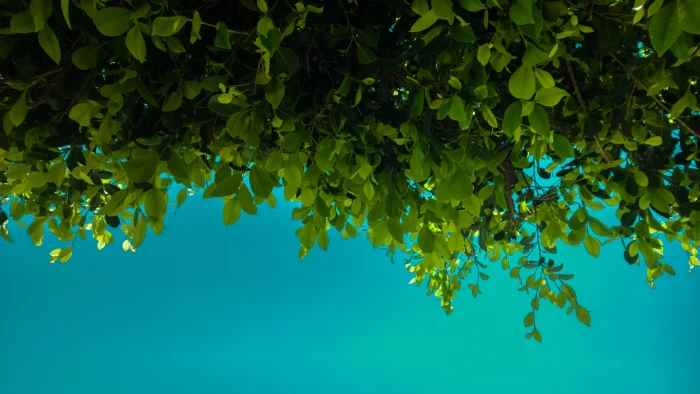 green leafed plants leaves blue nature plant part growth 2k