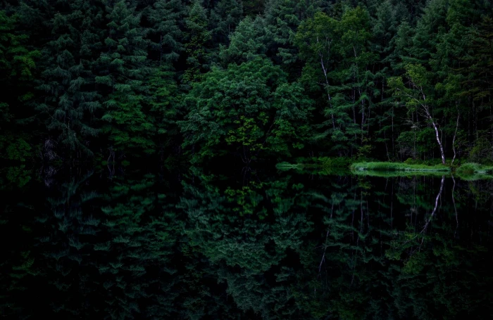 green leafed trees dark reflection forest plant growth beauty in nature 2k