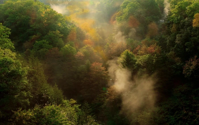 green tree natures aerial photo of forest during daytime 2k