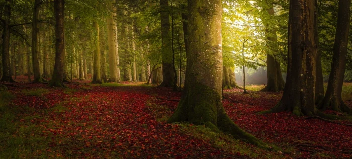 Landscape Nature Colorful Forest Fall Trees Path Mist Leaves Morning 2k