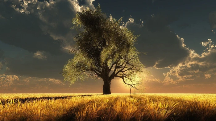 nature field rapeseed sky landscape meadow oilseed rural 2k