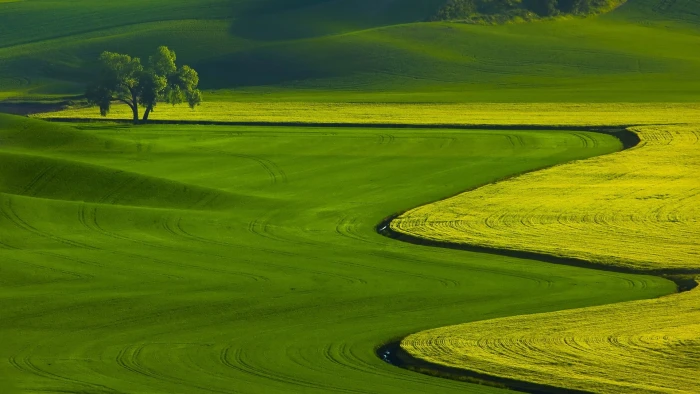 nature landscape trees green field hills 2k