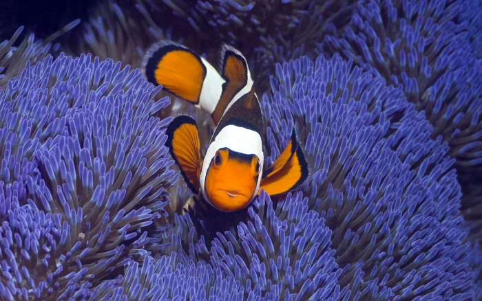 orange and black clown fish coral animals nature sea clownfish 2k