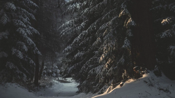 pinetrees wallpaper snow forest nature winter cold temperature 2k