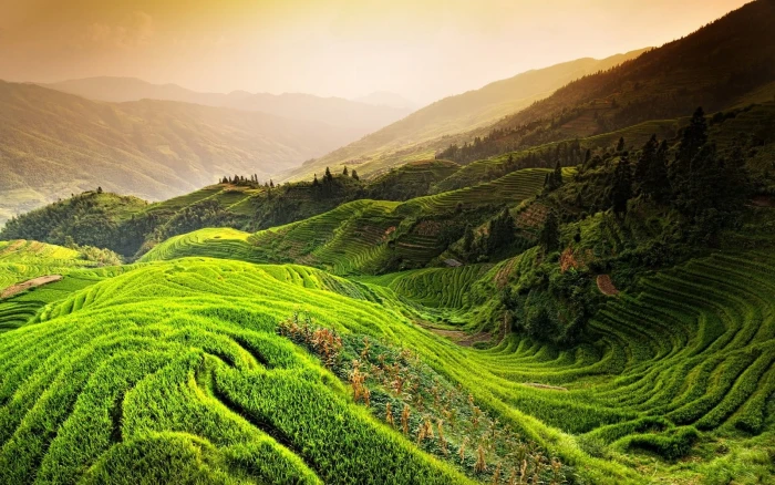 rice terraces field nature landscape paddy China mountains 2k