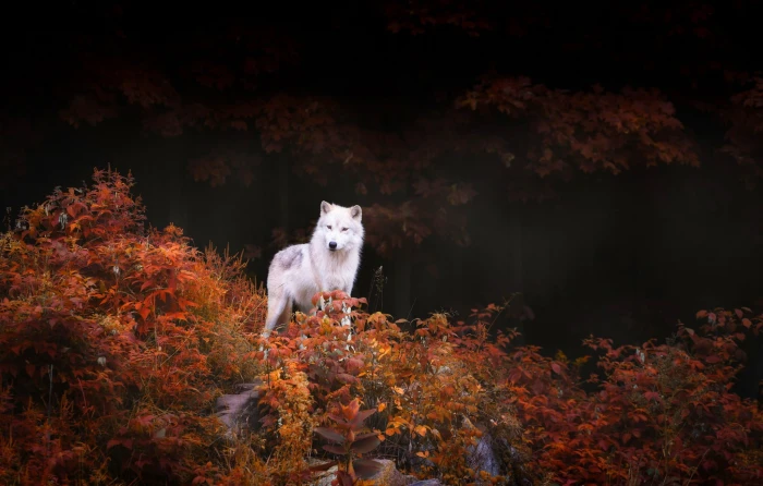 short coated white wolf surrounded by brown leaf plants 2k