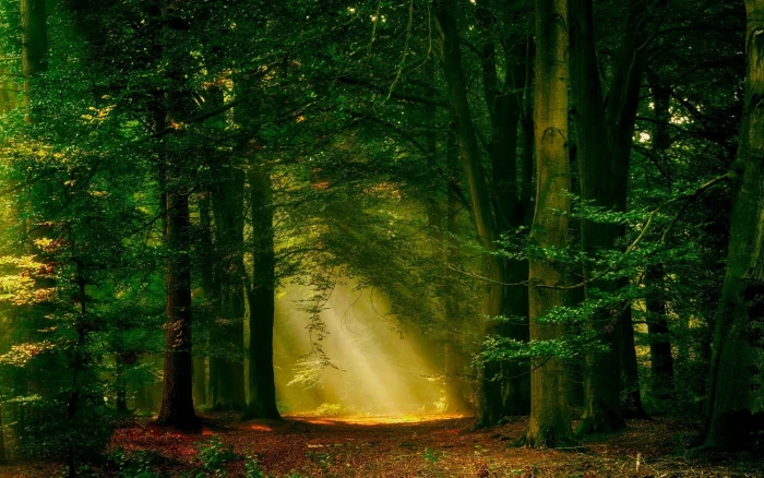 sun rays forest nature path trees landscape mist plant 2k