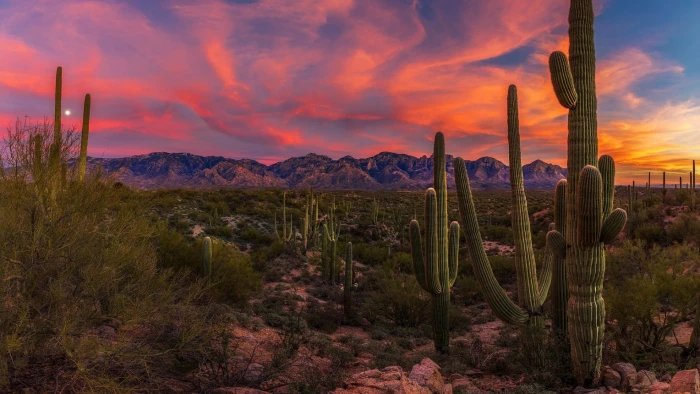 sunset arizona cacti united states saguaro cactus sonoran desert 2k