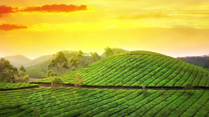 tea garden green field sky agriculture hill leaf morning 2k