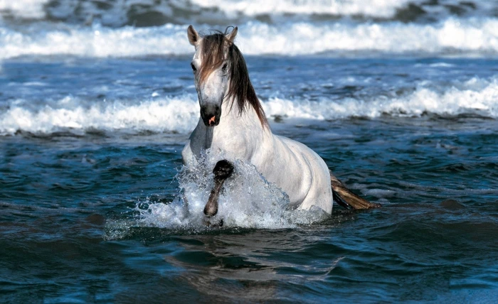 White Horse Running In Water white and brown horse Animals 2k