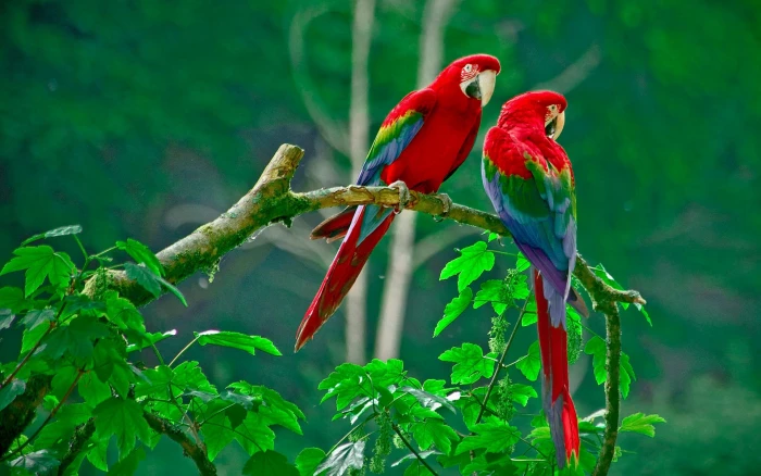 animal love Bird Images Birds s 2k