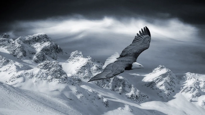 black and white bald eagle mountains snow animals nature 2k