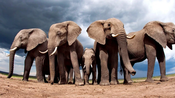brown elephants animals nature landscape sand clouds fisheye lens 2k
