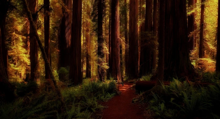 brown wooden forest nature landscape redwood ferns trees 2k