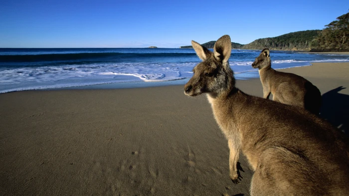 Kangaroos on Beach animals 2k